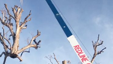 crane lifting tree